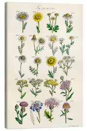 Canvas print Wildflowers, fig. 741-760