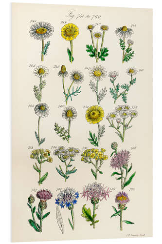 Tableau en PVC Fleurs sauvages, fig. 741-760