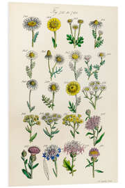 Foam board print Wildflowers, fig. 741-760