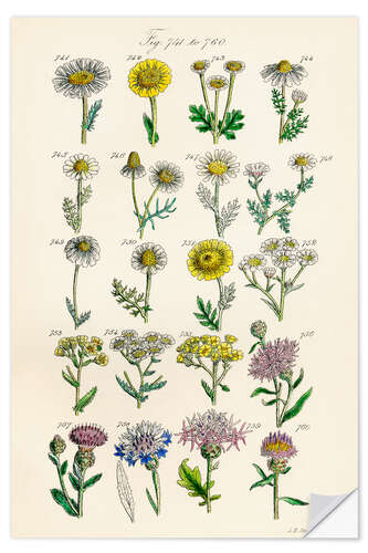 Sticker mural Fleurs sauvages, fig. 741-760