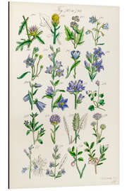 Aluminium print Wildflowers, fig. 761-780