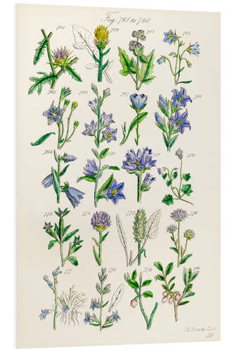 Foam board print Wildflowers, fig. 761-780