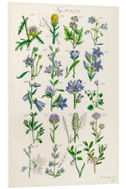 Foam board print Wildflowers, fig. 761-780