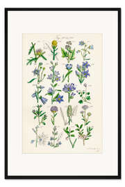 Gerahmter Kunstdruck Wildblumen, Fig. 761-780