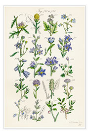 Wandbild Wildblumen, Fig. 761-780 - Sowerby Collection