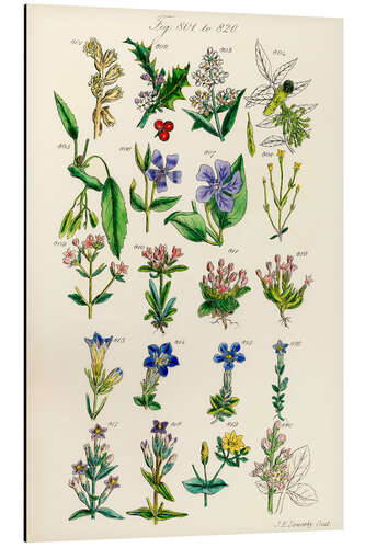 Aluminium print Wildflowers, fig. 801-820