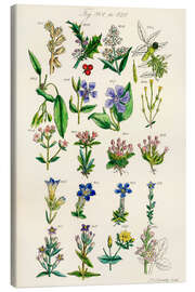 Canvas print Wildflowers, fig. 801-820