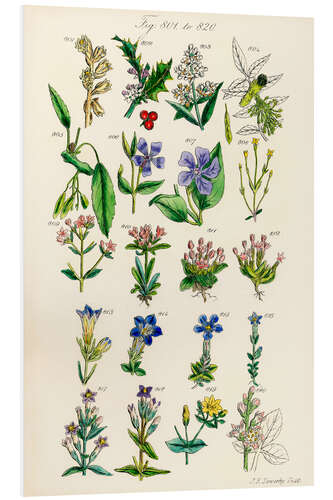 Foam board print Wildflowers, fig. 801-820