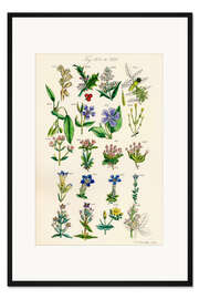 Gerahmter Kunstdruck Wildblumen, Fig. 801-820