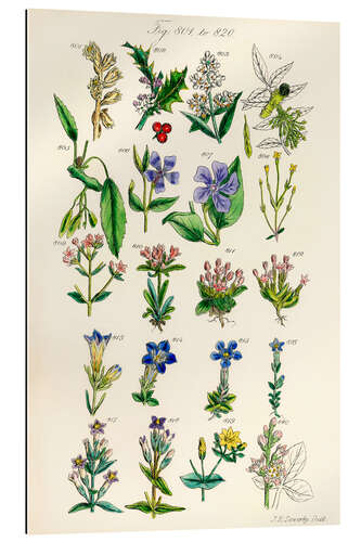 Galleriataulu Wildflowers, fig. 801-820