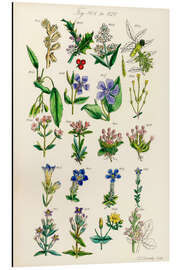 Magnettafel Wildblumen, Fig. 801-820