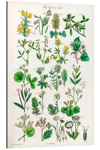 Aluminium print Wildflowers, fig. 1621-1640