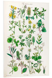 Foam board print Wildflowers, fig. 1621-1640