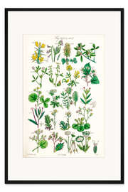 Gerahmter Kunstdruck Wildblumen, Fig. 1621-1640
