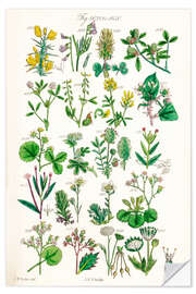 Wandsticker Wildblumen, Fig. 1621-1640