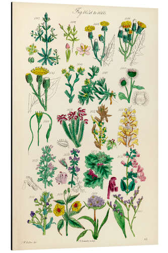 Aluminium print Wildflowers, fig. 1641-1660