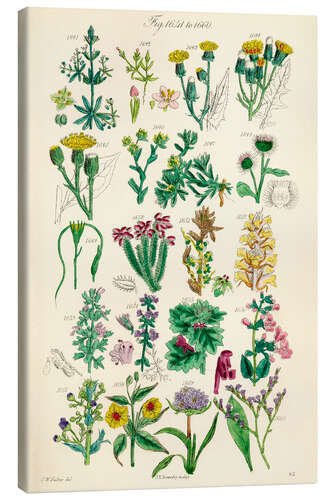 Canvas print Wildflowers, fig. 1641-1660