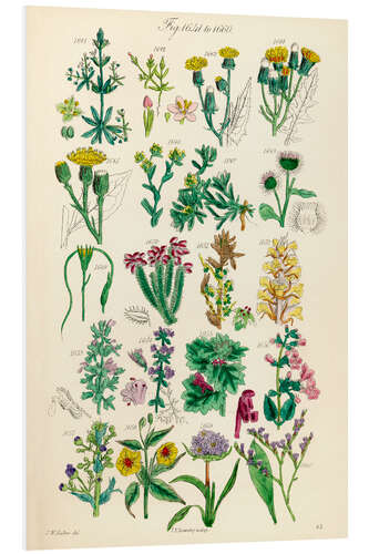 Foam board print Wildflowers, fig. 1641-1660