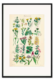 Gerahmter Kunstdruck Wildblumen, Fig. 1641-1660