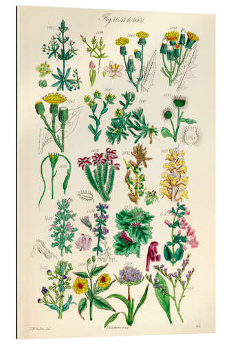 Gallery print Wildflowers, fig. 1641-1660