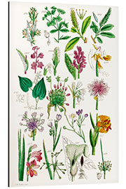 Aluminium print Wildflowers, fig. 1161-1680