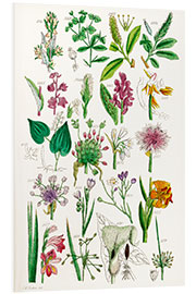 Foam board print Wildflowers, fig. 1161-1680