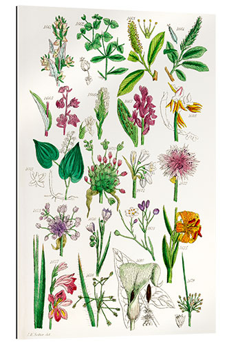 Gallery print Wildflowers, fig. 1161-1680