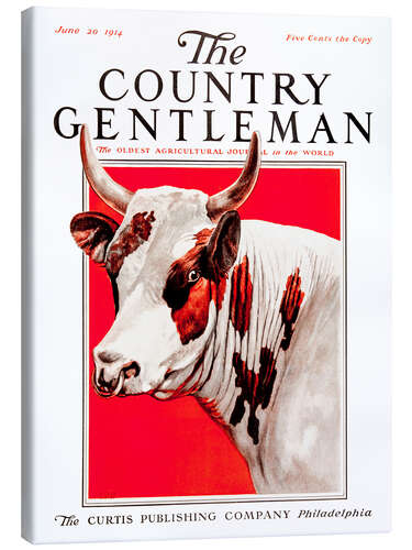 Tableau sur toile The Country Gentleman (vache)