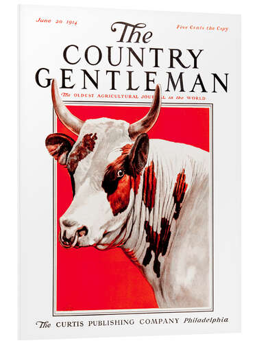 Foam board print Country Gentleman (Cow)