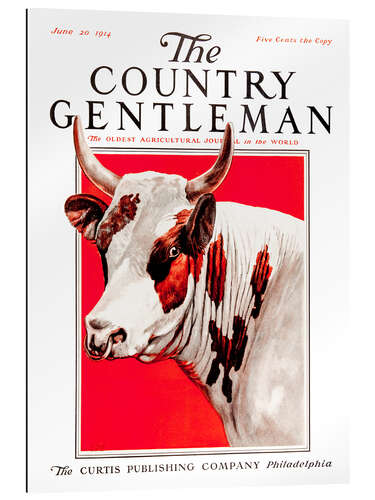 Gallery print Country Gentleman (Cow)