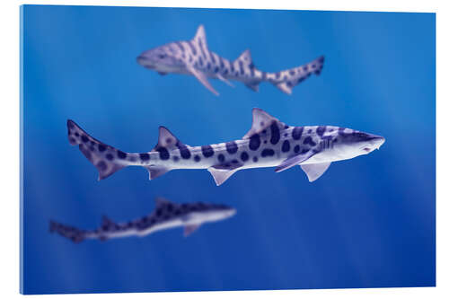 Acrylic print Leopard sharks