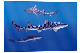 Stampa su alluminio Leopard sharks