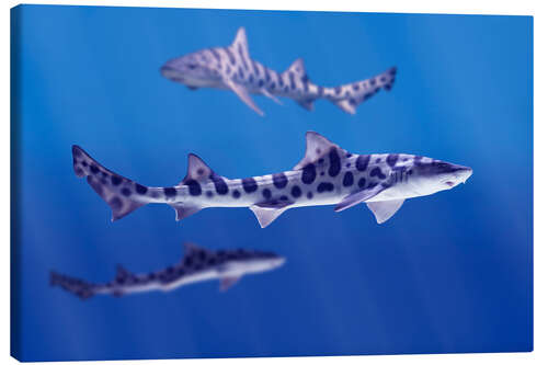 Canvastavla Leopard sharks