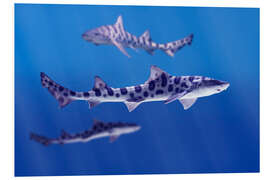 Foam board print Leopard sharks