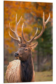 Magnettafel Großer Bulle