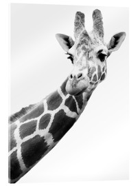 Akrylglastavla  Giraff i svartvit - Darren Greenwood