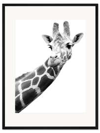 Gerahmter Kunstdruck Giraffe in Schwarz-Weiß
