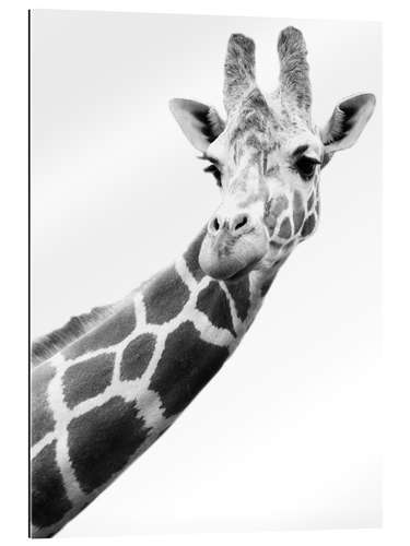 Gallery print Giraffe in black and white