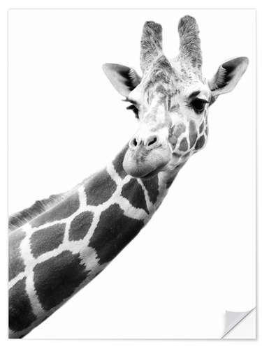 Wall sticker Giraffe in black and white