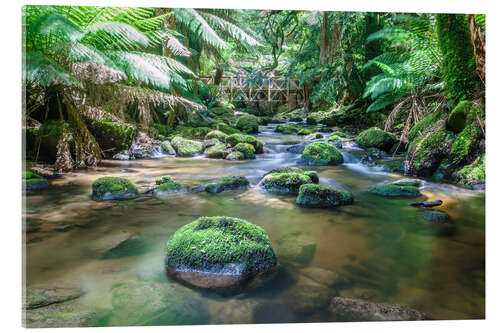 Akryylilasitaulu River in the green rainforest of Tasmania, Australia