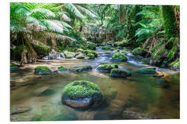 Foam board print River in the green rainforest of Tasmania, Australia