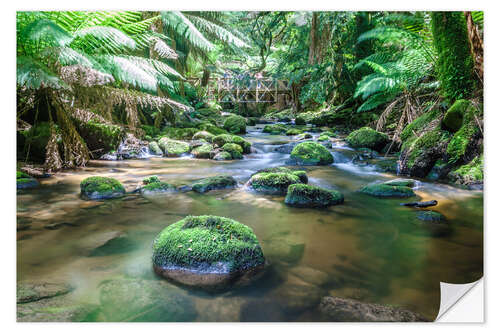 Sticker mural Rivière dans la forêt tropicale verte de Tasmanie, Australie