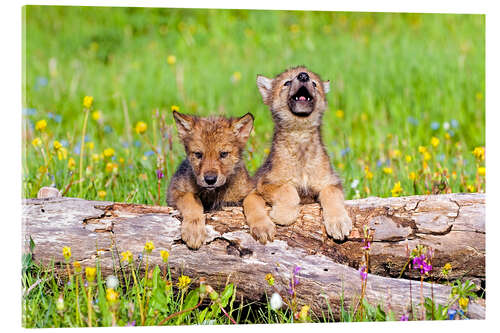 Stampa su vetro acrilico Wolf Cubs On Log