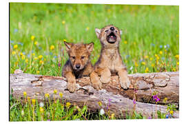 Aluminium print Wolf boys on a tree trunk