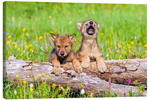 Canvastavla Wolf boys on a tree trunk