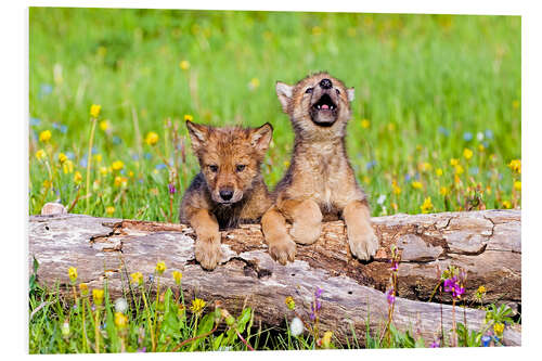 PVC-tavla Wolf boys on a tree trunk