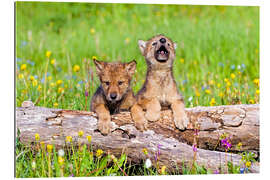 Quadro em plexi-alumínio Wolf boys on a tree trunk