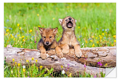 Autocolante decorativo Wolf boys on a tree trunk