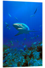 Acrylic print Caribbean Reef Shark