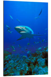 Aluminium print Caribbean Reef Shark